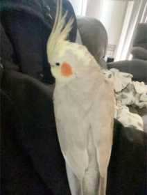 Lost Cockatiel