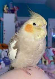 Lost Cockatiel