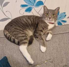 Lost Cat