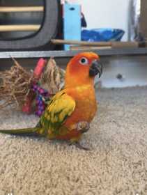 Lost Conure