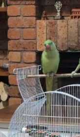 Lost Alexandrine