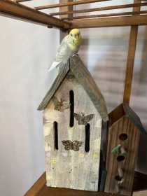 Lost Parakeet