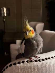 Lost Cockatiel