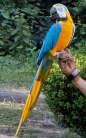 Lost Macaw