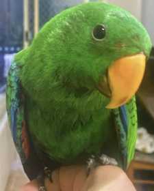 Lost Eclectus