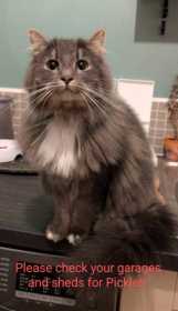 Lost Cat