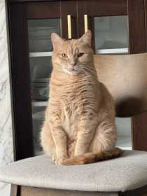 Lost Cat