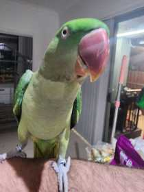 Lost Alexandrine
