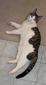 Lost Cat