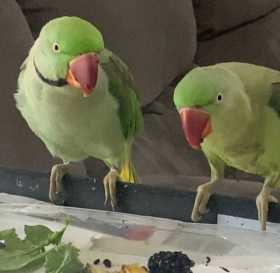 Lost Alexandrine