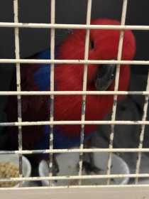 Lost Eclectus