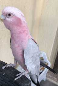 Lost Galah Cockatoo