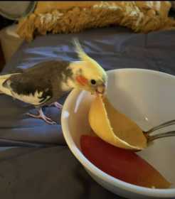 Lost Cockatiel