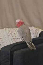 Lost Galah Cockatoo