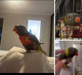 Lost Lory / Lorikeet