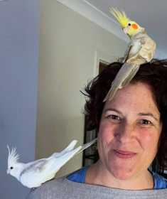 Lost Cockatiel