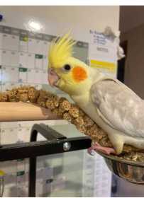 Lost Cockatiel