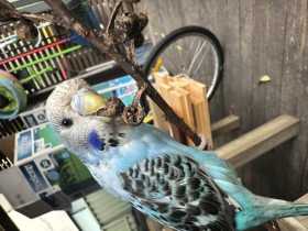 Lost Budgerigar
