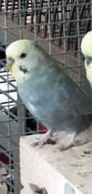 Lost Budgerigar