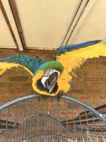 Lost Macaw