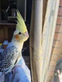 Lost Cockatiel