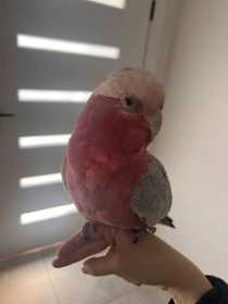 Lost Galah Cockatoo