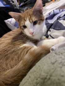 Lost Cat