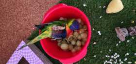 Lost Lory / Lorikeet