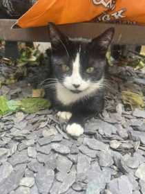 Lost Cat