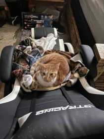 Lost Cat
