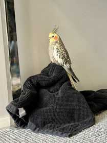Lost Cockatiel