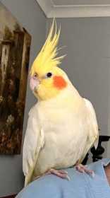 Lost Cockatiel