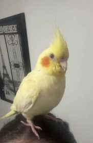 Lost Cockatiel