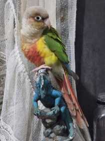 Lost Conure