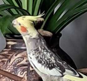 Lost Cockatiel