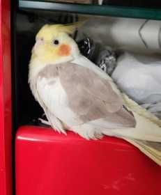Lost Cockatiel