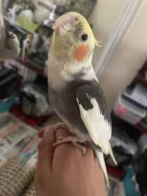 Lost Cockatiel