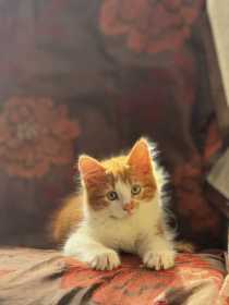 Lost Cat