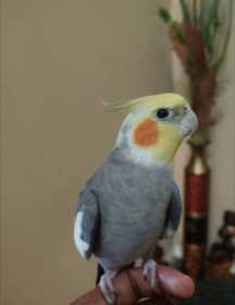 Lost Cockatiel