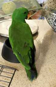 Lost Eclectus