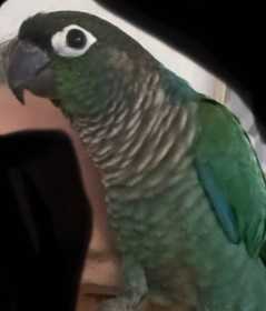 Lost Conure