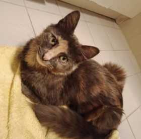Lost Cat
