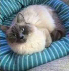 Lost Cat