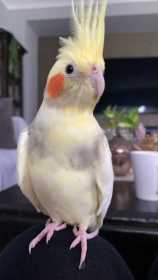 Lost Cockatiel