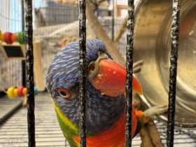 Lost Lory / Lorikeet