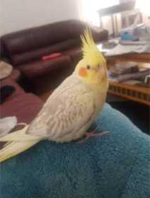 Lost Cockatiel