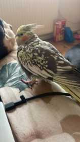 Lost Cockatiel