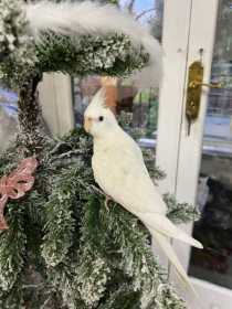 Lost Cockatiel