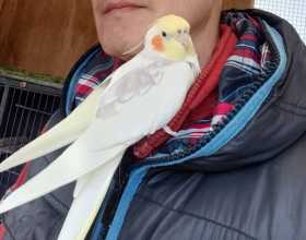 Lost Cockatiel