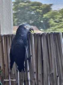 Lost African Grey